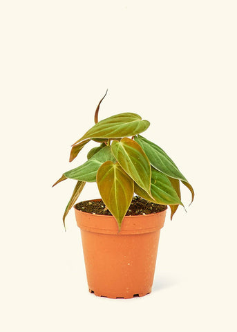 Velvet Leaf Philodendron (4" or 6" Pot)
