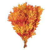 Real Pressed Dried Oak Bouquet