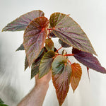 Begonia Benigo Pink Spots Plant