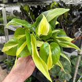 Philodendron Rio Plant