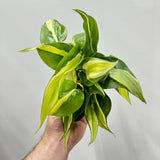 Philodendron Rio Plant