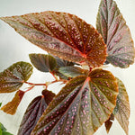 Begonia Benigo Pink Spots Plant