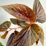 Begonia Benigo Pink Spots Plant