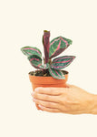 Calathea 'Dottie' Plant