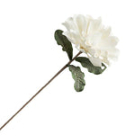 Large Magnolia Stem