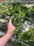 Hoya Rope Plant