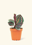 Calathea 'Dottie' Plant