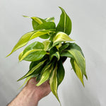 Philodendron Rio Plant