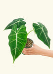 Alocasia 'Frydek' Plant