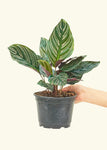 Calathea 'Pinstripe' Plant