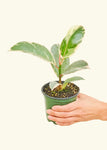 Ficus 'Tineke' Plant