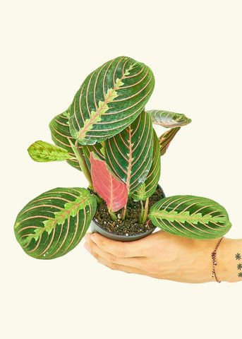 Red Prayer Plant