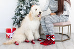 Human and Dog Matching Christmas Sock Set