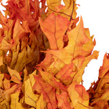 Real Pressed Dried Oak Bouquet