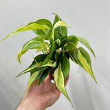 Philodendron Rio Plant