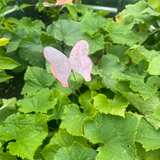 Copper Garden Stake: Butterfly