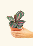 Calathea 'Dottie' Plant