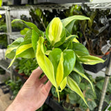 Philodendron Rio Plant