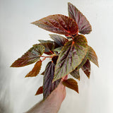 Begonia Benigo Pink Spots Plant