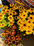 Rudbeckia Annuals