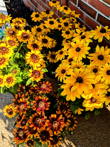 Rudbeckia Annuals