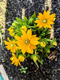 Rudbeckia Annuals