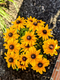 Rudbeckia Annuals