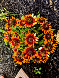 Rudbeckia Annuals