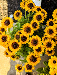 Rudbeckia Annuals