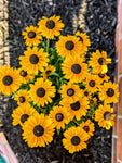 Rudbeckia Annuals