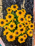 Rudbeckia Annuals