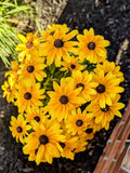 Rudbeckia Annuals