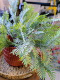 Soft Touch Fern Bush: Two Tone